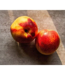 Zwergnektarine 'Nectarella' -Gartenleben Verkauf 7720204 WE DE 002 Zwergnektarine