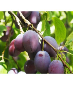 Zwergpflaume 'Hanna' 5 Zwergpflaume 'Hanna' -Gartenleben Verkauf 7724008 PR DE 001 ZwertobstObstzwergPflaumeFruchtPixabayRet