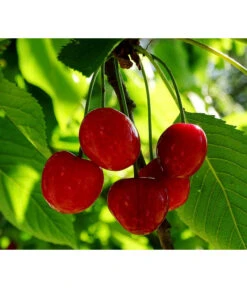 Zwergsauerkirsche -Gartenleben Verkauf 7724016 PR FS 001 PrunusZwergsauerkirschePixabay