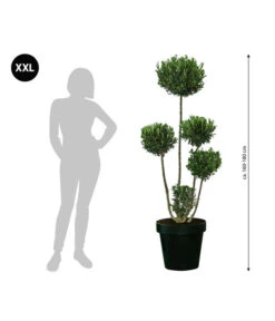 XXL Pompon-Olivenbaum, Ca. 160-180 Cm -Gartenleben Verkauf 7724685 WE BG 001 XXLPomponOlivenbaum