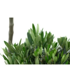 XXL Pompon-Olivenbaum, Ca. 160-180 Cm -Gartenleben Verkauf 7724685 WE DE 001 XXLPompon Olivenbaum160 180cm