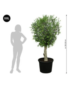 XXL Olivenbaum, Ca. 180-220 Cm -Gartenleben Verkauf 7724784 WE BG 001 XXLOlivenbaum180200cm