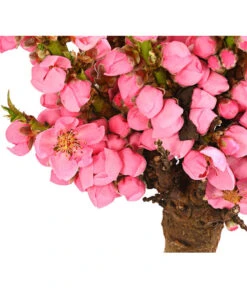 Zwergpfirsich 'Amber Pix Zee' -Gartenleben Verkauf 7728744 WE DE 001 ZwergPfirsich7LDehnerExpressHerzig