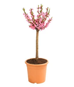 Zwergpfirsich 'Amber Pix Zee' -Gartenleben Verkauf 7728744 WE FS 002 ZwergPfirsich7LDehnerExpressHerzig