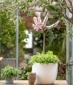 Zwergpfirsich 'Amber Pix Zee' -Gartenleben Verkauf 7728744 WE MO 001 ZwergPfirsich