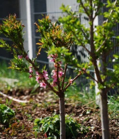 Zwergpfirsich 'Amber Pix Zee' -Gartenleben Verkauf 7728744 WE MO 003 ZwergpfirsichBauer