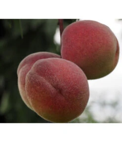 Zwergpfirsich, Rotlaubig -Gartenleben Verkauf 7728819 PR DE 001 PrunusPfirsichRubiraPixabayx