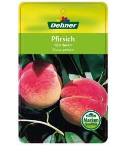 Dehner Pfirsich 'Red Haven' -Gartenleben Verkauf 7728827 PfirsichRedHeaven Etikett 1