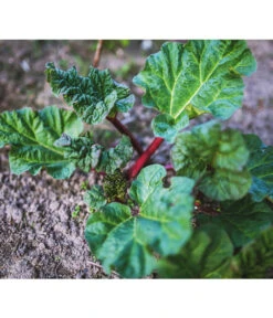 Dehner Gourmet Garten Himbeer-Rhabarber -Gartenleben Verkauf 7736028 PR 001 RheumRhabarberPixabay