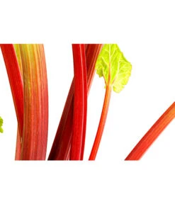 Dehner Gourmet Garten Himbeer-Rhabarber -Gartenleben Verkauf 7736028 PR DE 002 RhabarberHimbeere2LiterDehnerExpressHerzig