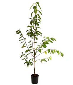 Süßkirsche 'Regina' -Gartenleben Verkauf 7738677 WE FS 001 SuesskirscheReginaBusch