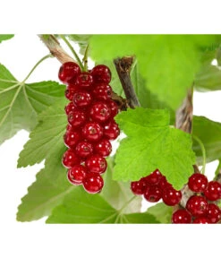 Rote Säulenjohannisbeere -Gartenleben Verkauf 7745946 WE DE 001 RibesJohannisbeereRovadaFU5L