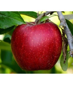 Säulenapfel 'Redcats' -Gartenleben Verkauf 7752462 PR DE 001 MalusApfelRedcatsPixabay