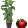 Säulenapfel 'Redcats' -Gartenleben Verkauf 7752462 WE FS 001 SaeulenapfelRedcats