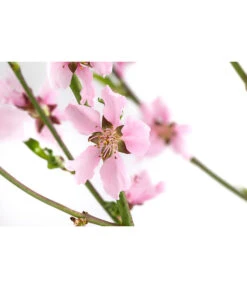 Säulennektarine 'Fantasia' -Gartenleben Verkauf 7752710 WE DE 001 PrunusSauelennektarineFantasia