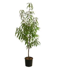 Tellernektarine -Gartenleben Verkauf 7763386 WE FS 001 PrunusTellernektarineDehnerExpressHerzig