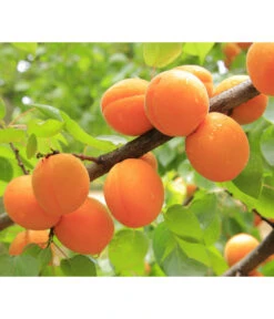 Aprikose 'Ungarische Beste' -Gartenleben Verkauf 7769680 PR DE 001 PrunusAprikoseUngarischeBestePixabay