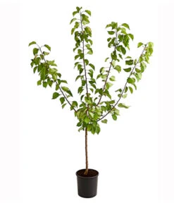 Aprikose 'Ungarische Beste' -Gartenleben Verkauf 7769680 PR FS 001 AprikoseUngarischeBeste95LiterDehnerExpressHerzig