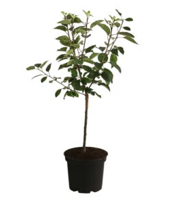 Apfel 'Vampira' -Gartenleben Verkauf 7771470 WE FS 001 MalusVampiraRotfleischigerApfel