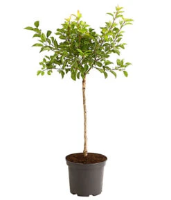 Rotfleischige Aprikose 'Violet' -Gartenleben Verkauf 7773070 PR FS 002 AprikoseVioletRotfleischig5LiterDehnerExpressHerzig