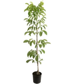 Weinheimer Walnuss Klon 139 -Gartenleben Verkauf 7776818 PR FS 001 JuglansWalnussKlon139HADehnerExpressHerzig 1