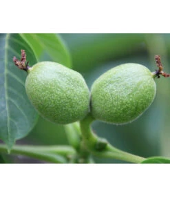 Weinheimer Walnuss Klon 139 -Gartenleben Verkauf 7776818 WE DE WeinheimerWalnussKlon139Pixabay