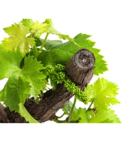 Weinrebe, Bonsai -Gartenleben Verkauf 7778806 WE DE 001 VitisWeinrebenstammBonsaiT18