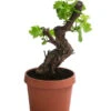 Weinrebe, Bonsai -Gartenleben Verkauf 7778806 WE FS 001 VitisWeinrebenstammBonsaiT18