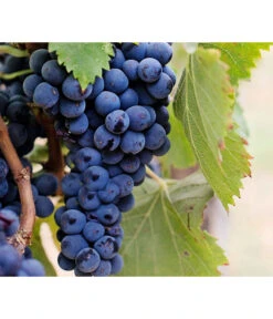 Dehner Gourmet Garten Tafeltraube 'Muscat Blue' -Gartenleben Verkauf 7779101 PR DE 002 VitisWeintraubenMuscatBleuPixabay