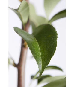 Birnen-Duo 'Williams Christ/Conference' -Gartenleben Verkauf 7780646 PR DE 001 BirneGuteLuiseWilliamChristDuo95LiterDehnerExpressZS