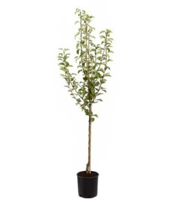 Birnen-Duo 'Williams Christ/Conference' -Gartenleben Verkauf 7780646 PR FS 001 BirneGuteLuiseWilliamChristDuo95LiterDehnerExpressZS