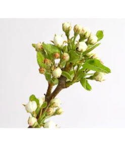 Birnen-Duo 'Williams Christ/Conference' -Gartenleben Verkauf 7780646 WE DE 001 BirneBirnenDuoWCGLDehnerExpressHerzig