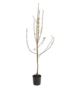 Birnen-Duo 'Williams Christ/Conference' -Gartenleben Verkauf 7780646 WE FS 001 BirneBirnenDuoWCGLDehnerExpressHerzig