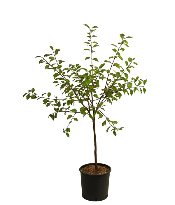 Zwetsche, Einjährige Veredelung 3 Zwetsche, Einjährige Veredelung