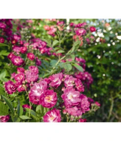 Ramblerrose 'Perennial Blue®' -Gartenleben Verkauf 7803307 WE DE 001 RamblerrosePerennialBlueTantauLilaRosaViolettBlauRet