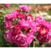 Ramblerrose 'Perennial Blue®' 2 Ramblerrose 'Perennial Blue®' -Gartenleben Verkauf 7803307 WE DE 002 RamblerrosePerennialBlueTantauLilaRosaViolettBlauret