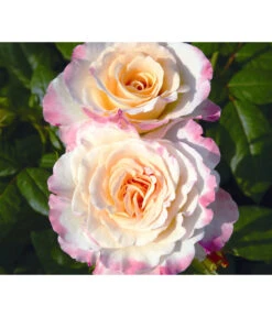 Edelrose 'Aquarell®' -Gartenleben Verkauf 7803349 WE DE 002 NostalgieEdelroseAquarellTantauGelbKirschrotRet