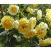 Zwerg-Kletterrose 'Starlet® Elida®' -Gartenleben Verkauf 7803869 PR DE 001 StarletRoseElidaTantau
