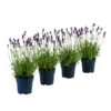 Duft-Lavendel 'Felice', 4er-Set 1 Duft-Lavendel 'Felice', 4er-Set -Gartenleben Verkauf 7805773 WE FS 001 LavendelpaketDuftLavendelAngustifoliaFeliceLavandula4Pflanzen