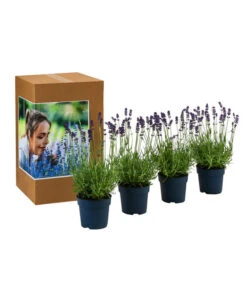 Duft-Lavendel 'Felice', 4er-Set -Gartenleben Verkauf 7805773 WE FS 002 LavendelpaketDuftLavendelAngustifoliaFeliceLavandula4Pflanzen