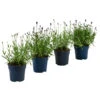 Lavendel-Set Lavendel-Vielfalt, 4-teilig -Gartenleben Verkauf 7805781 WE FS 001 LavendelpaketMixLavandula4PflanzenT12