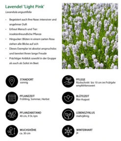 Lavendel-Set Lavendel-Vielfalt, 4-teilig -Gartenleben Verkauf 7805781 WE IG 001 LavendelLightPinkAngustifoliaLightPinkLuckner