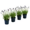 Dehners Bienen-Lavendel, 4er-Set -Gartenleben Verkauf 7805799 WE FS 001 LavendelpaketBieneBienenlavendelLavandula4PflanzenT12