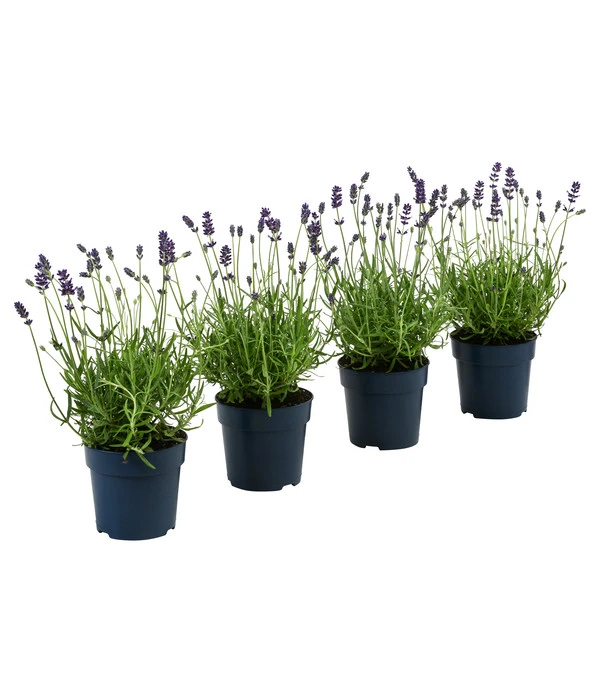 Dehners Bienen-Lavendel, 4er-Set 3 Dehners Bienen-Lavendel, 4er-Set