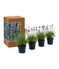 Dehners Bienen-Lavendel, 4er-Set 7 Dehners Bienen-Lavendel, 4er-Set -Gartenleben Verkauf 7805799 WE FS 002 LavendelpaketBieneBienenlavendelLavandula4PflanzenT12