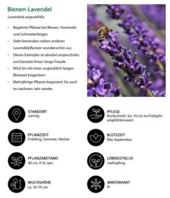 Lavendel-Set Lavendel-Vielfalt, 4-teilig -Gartenleben Verkauf 7805799 WE IG 001 BienenLavendel 1