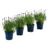 Schmetterlings-Lavendel 'Royal Blue', 4er-Set -Gartenleben Verkauf 7805807 WE FS 001 LavendelpaketLavandulaSchmetterlingslavendel4PflanzenT12