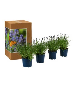 Schmetterlings-Lavendel 'Royal Blue', 4er-Set 6 Schmetterlings-Lavendel 'Royal Blue', 4er-Set -Gartenleben Verkauf 7805807 WE FS 002 LavendelpaketLavandulaSchmetterlingslavendel4PflanzenT12