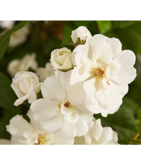 Ramblerrosen, Verschiedene Sorten 4 Ramblerrosen, Verschiedene Sorten – Bild 2