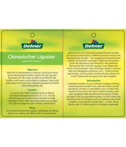 Bonsai Chinesischer Liguster - Ligustrum Sinensis, Kugelförmig, 6 Jahre -Gartenleben Verkauf 7976947 ChinesischerLigusterEtikett2